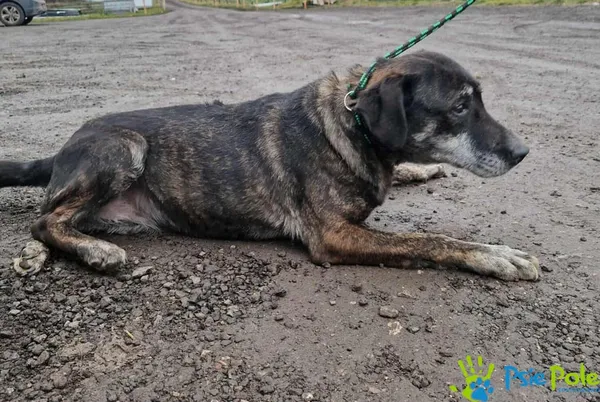 Pies do adopcji, Racławice, 22 grudnia 2025 (2/2)