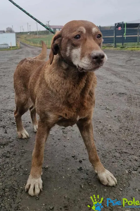 Pies do adopcji, Racławice, 22 grudnia 2025 (1/2)