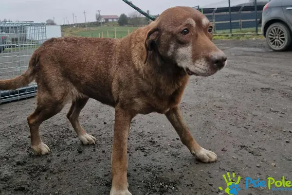 Pies do adopcji, Racławice, 22 grudnia 2025 (2/2)