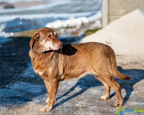 Pies do adopcji, Racławice, 22 grudnia 2025 (1/5)