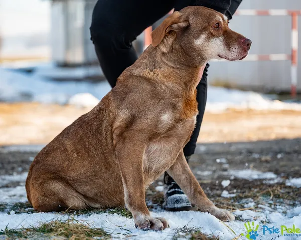 Pies do adopcji, Racławice, 22 grudnia 2025 (3/5)