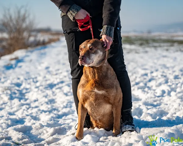 Pies do adopcji, Racławice, 22 grudnia 2025 (5/5)