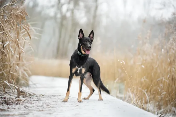 Znaleziono psa, Sosnowiec, 19 grudnia 2025 (2/5)