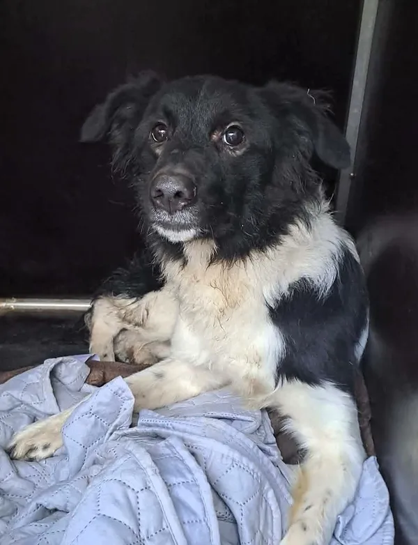 Znaleziono psa, Olsztyn, 23 grudnia 2025