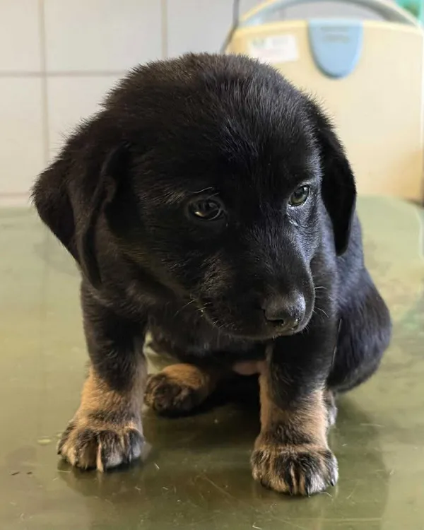 Znaleziono psa, Lublin, 23 grudnia 2025