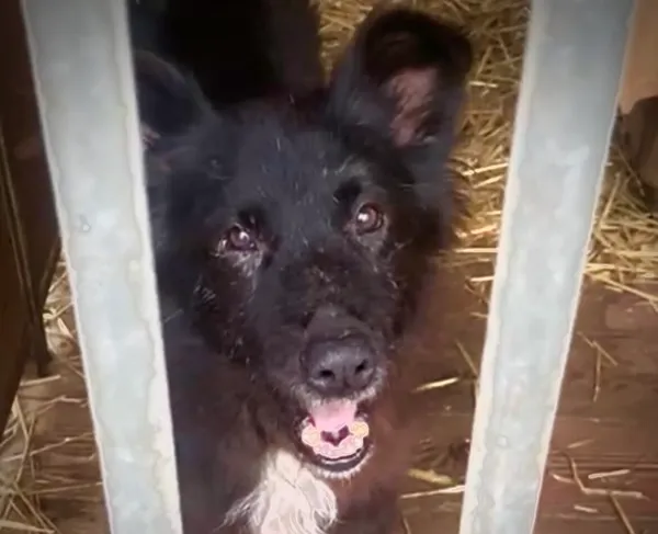 Pies do adopcji, Głowno, 23 grudnia 2025 (3/3)