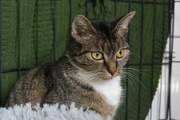 Znaleziono kota, Sosnowiec, 9 grudnia 2025 (2/2)