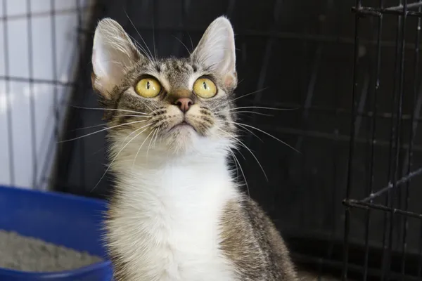 Znaleziono kota, Sosnowiec, 9 grudnia 2025