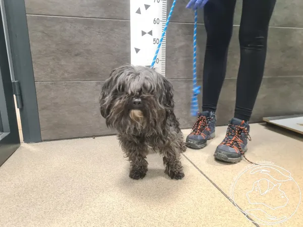 Znaleziono psa, Chełmek, 23 grudnia 2025