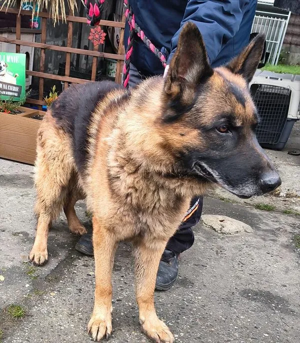 Znaleziono psa, Racibórz, 20 grudnia 2025