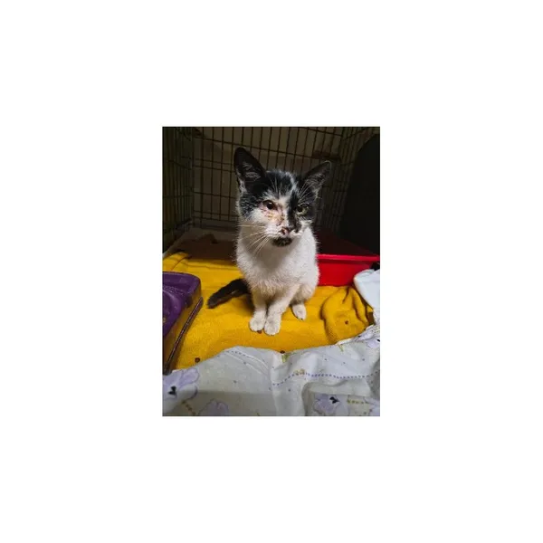 Znaleziono kota, Białystok, 20 grudnia 2025