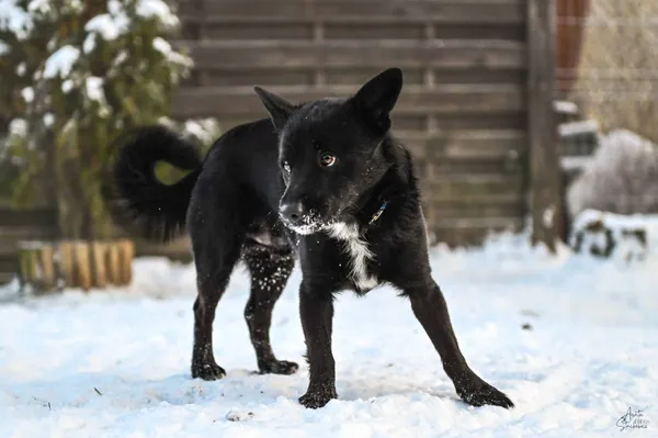 Znaleziono psa, Chojnice, 24 listopada 2025 (2/5)