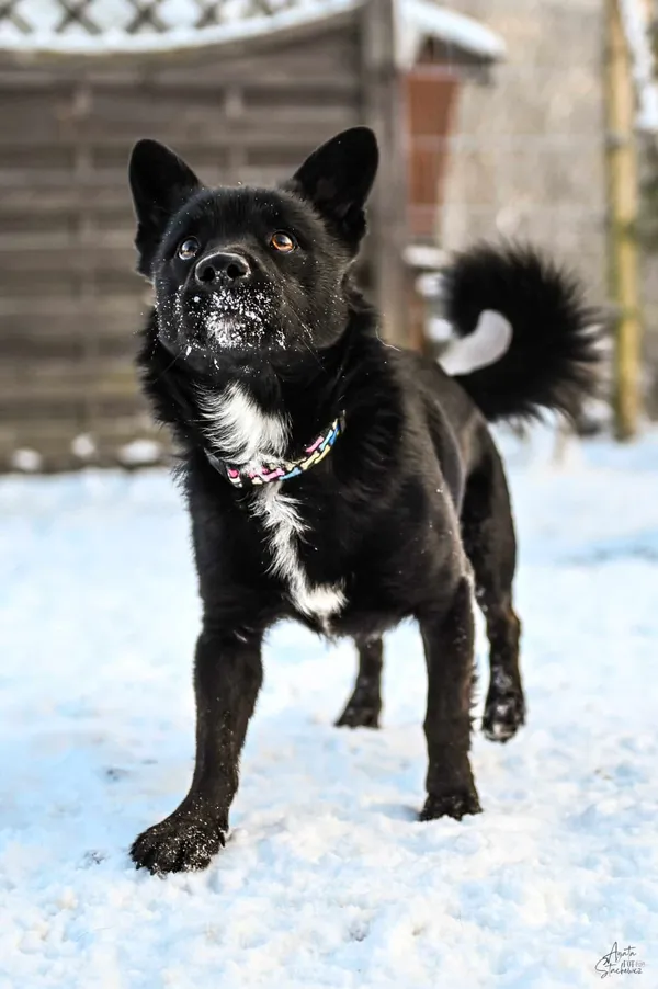 Znaleziono psa, Chojnice, 24 listopada 2025 (1/5)