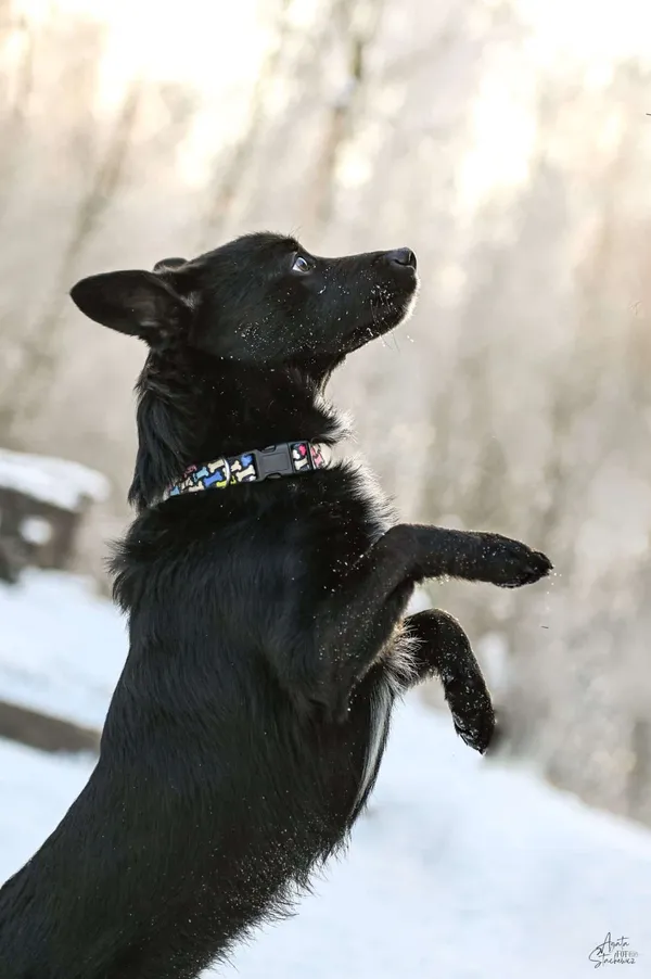 Znaleziono psa, Chojnice, 24 listopada 2025 (4/5)