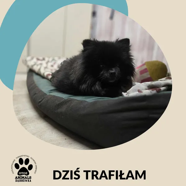 Znaleziono psa, Dąbrówka, 21 grudnia 2025