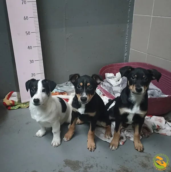 Znaleziono psa, Skałowo, 23 grudnia 2025