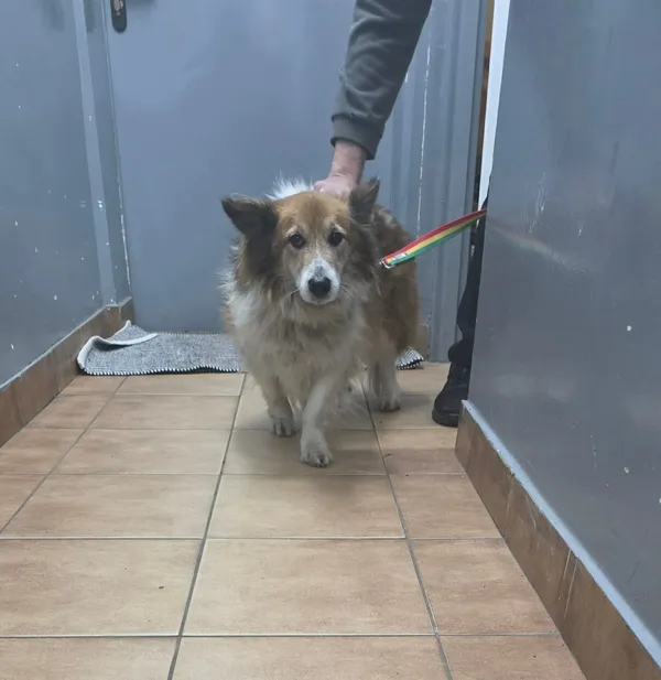 Znaleziono psa, Sosnowiec, 17 grudnia 2025