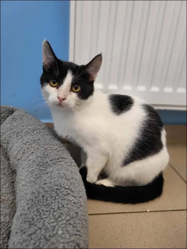 Znaleziono kota, Grudziądz, 12 czerwca 2025