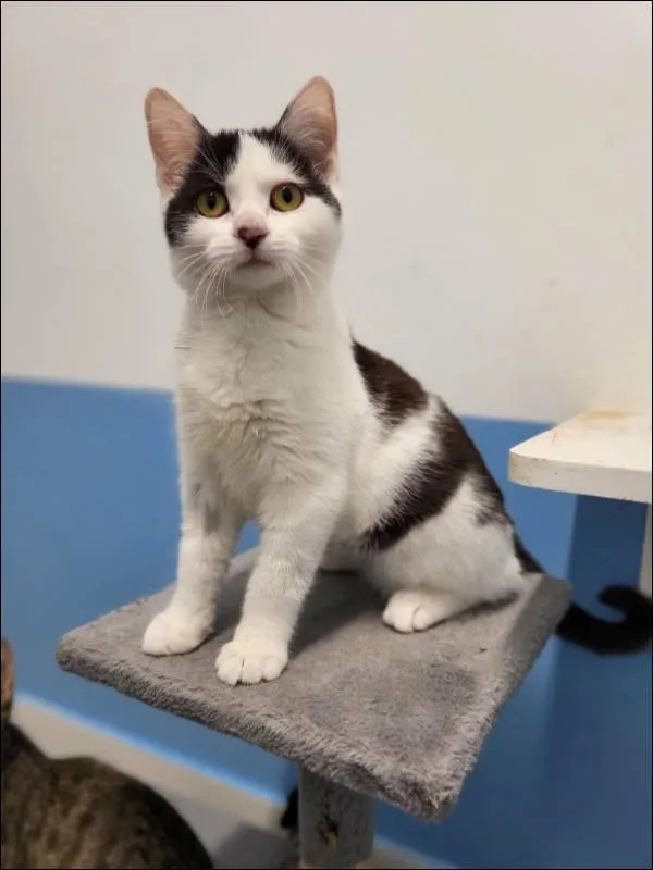 Znaleziono kota, Grudziądz, 22 sierpnia 2025