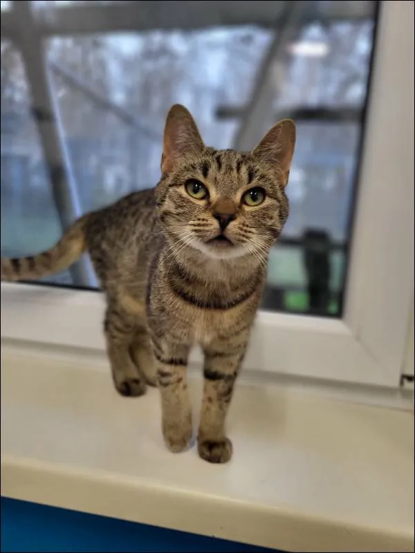 Znaleziono kota, Grudziądz, 17 października 2025