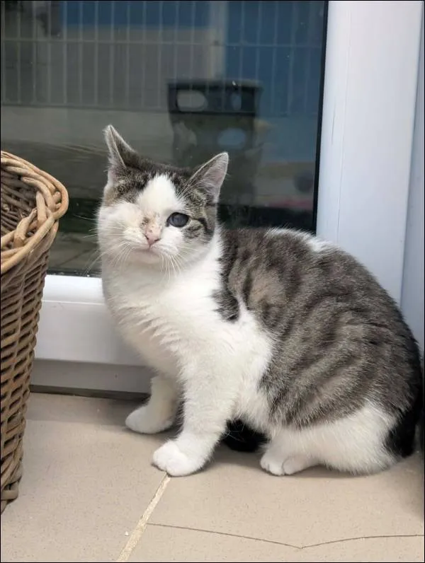 Znaleziono kota, Grudziądz, 4 września 2025