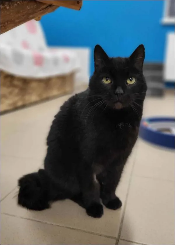 Znaleziono kota, Grudziądz, 19 listopada 2025