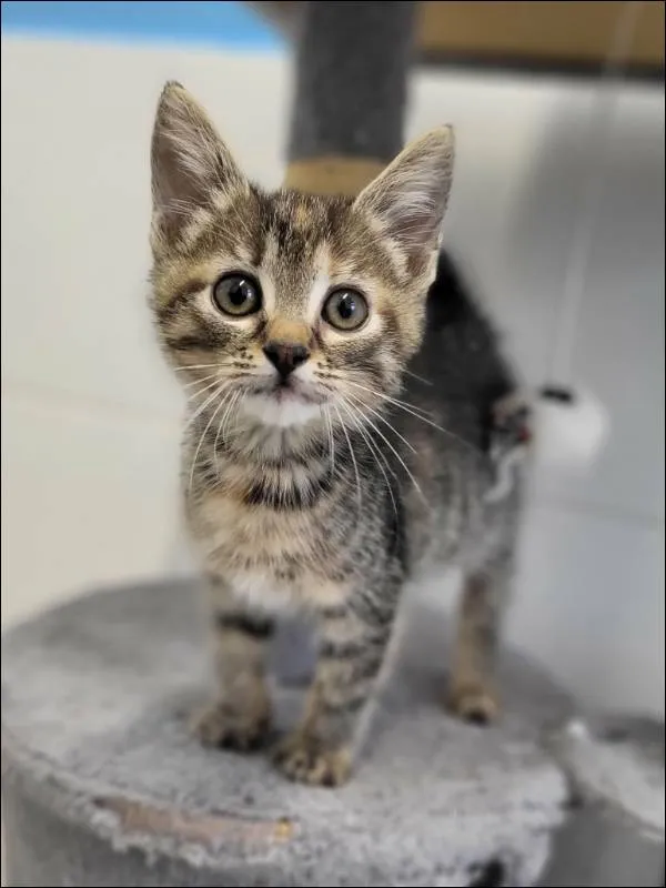 Znaleziono kota, Grudziądz, 20 listopada 2025