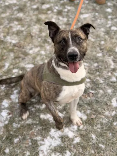 Pies do adopcji, Kraków, 9 grudnia 2025 (1/5)