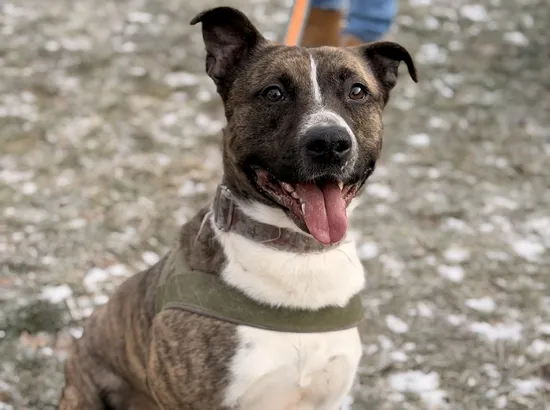 Pies do adopcji, Kraków, 9 grudnia 2025 (2/5)