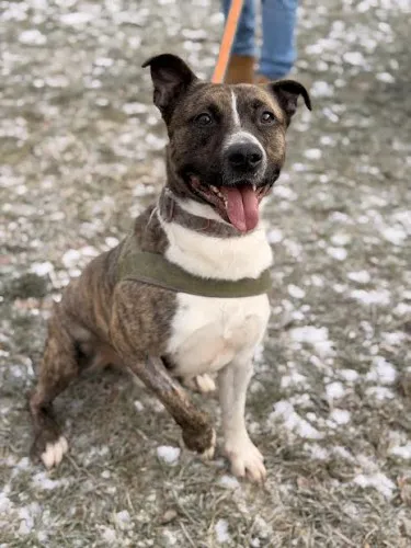 Pies do adopcji, Kraków, 9 grudnia 2025 (5/5)