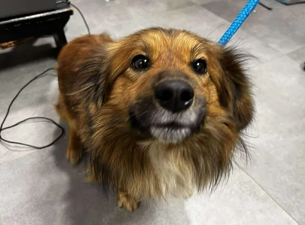 Znaleziono psa, Toruń, 23 grudnia 2025