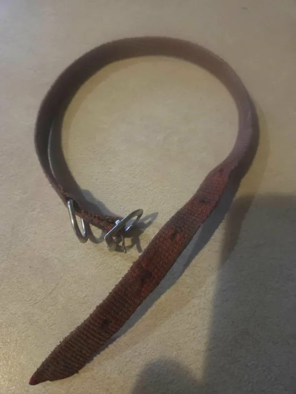 Pies do adopcji, Zgierz, 23 grudnia 2025 (2/3)