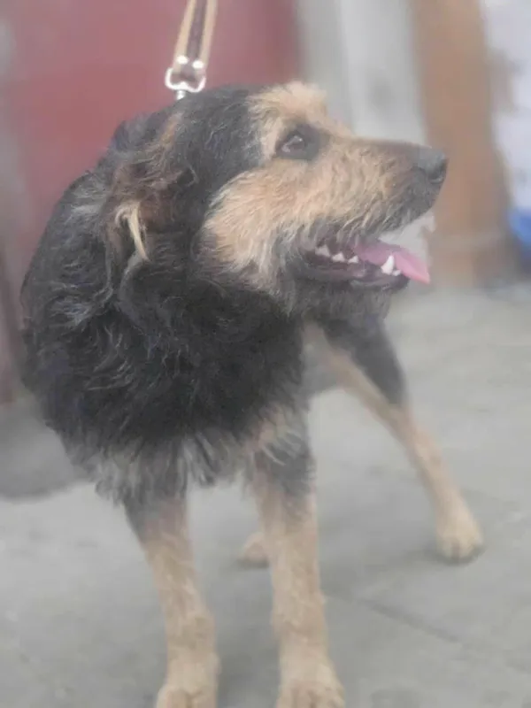 Pies do adopcji, Zgierz, 23 grudnia 2025 (3/3)