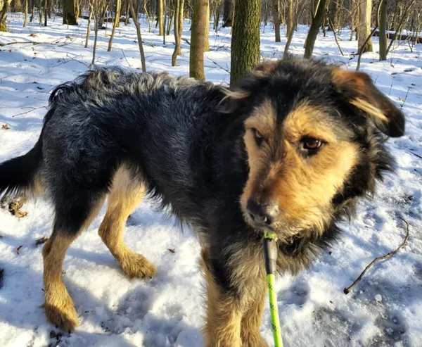 Pies do adopcji, Zgierz, 23 grudnia 2025 (1/5)