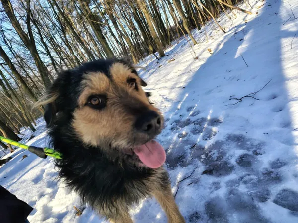 Pies do adopcji, Zgierz, 23 grudnia 2025 (3/5)