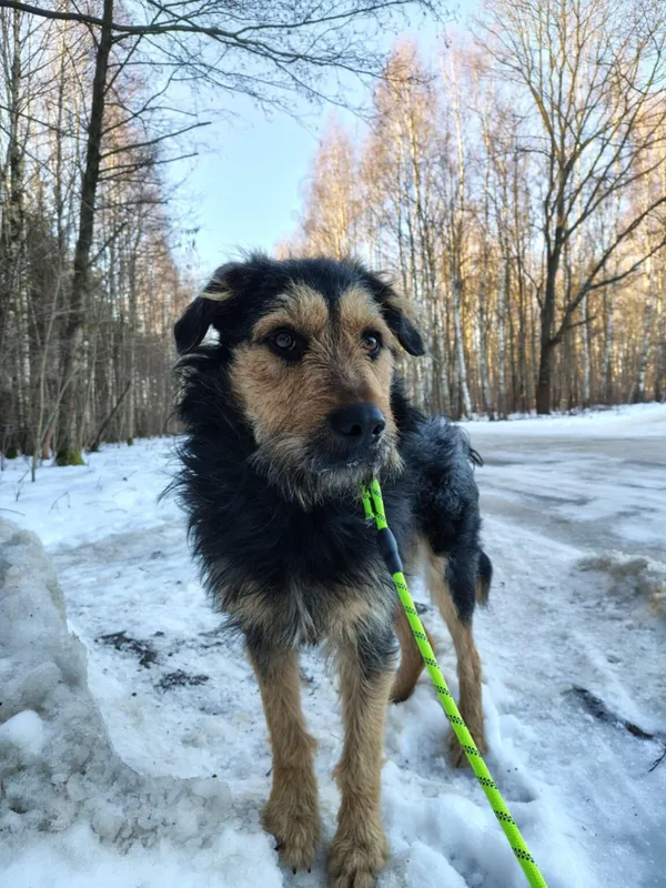 Pies do adopcji, Zgierz, 23 grudnia 2025 (4/5)