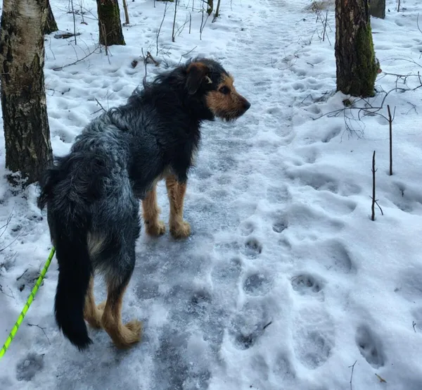 Pies do adopcji, Zgierz, 23 grudnia 2025 (5/5)