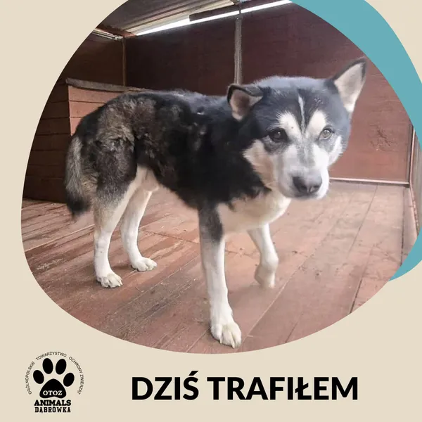 Znaleziono psa, Dąbrówka, 20 grudnia 2025