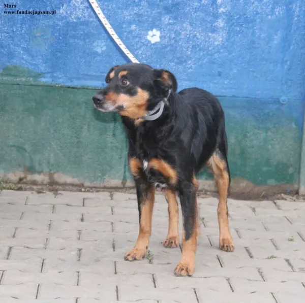 Pies do adopcji, Nowy Dwór Mazowiecki, 23 grudnia 2025 (1/5)