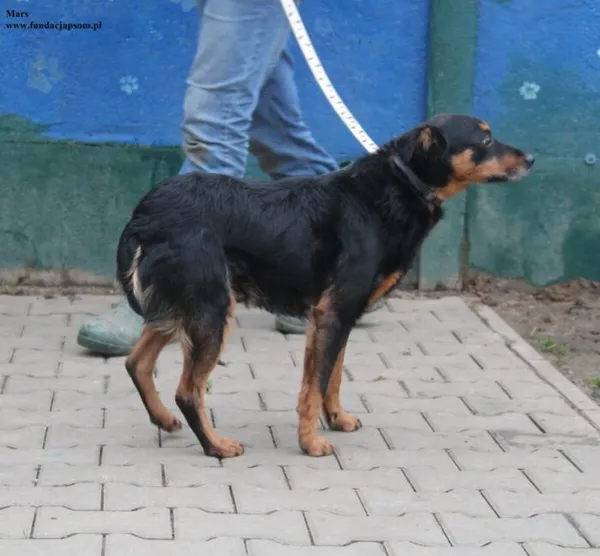 Pies do adopcji, Nowy Dwór Mazowiecki, 23 grudnia 2025 (2/5)