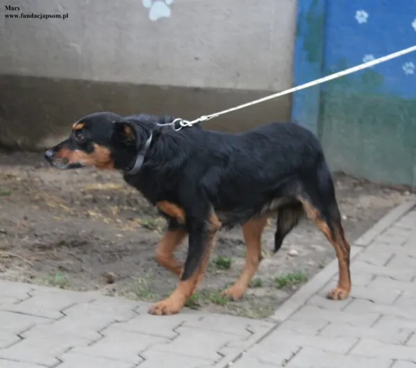 Pies do adopcji, Nowy Dwór Mazowiecki, 23 grudnia 2025 (3/5)