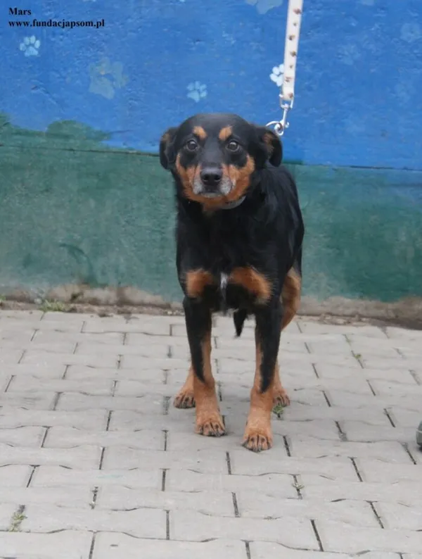 Pies do adopcji, Nowy Dwór Mazowiecki, 23 grudnia 2025 (5/5)