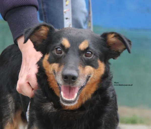 Pies do adopcji, Nowy Dwór Mazowiecki, 20 kwietnia 2026 (1/5)