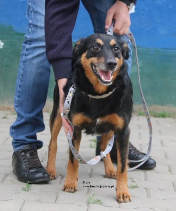 Pies do adopcji, Nowy Dwór Mazowiecki, 20 kwietnia 2026 (2/5)