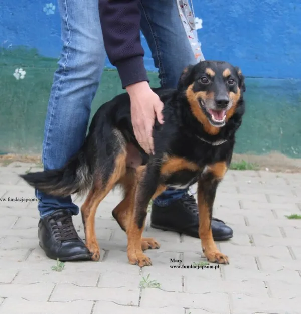 Pies do adopcji, Nowy Dwór Mazowiecki, 20 kwietnia 2026 (3/5)