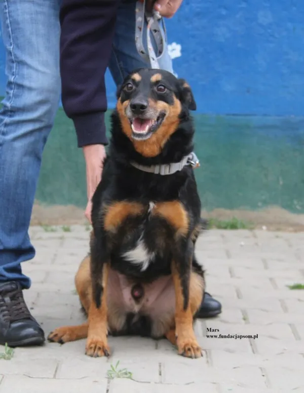 Pies do adopcji, Nowy Dwór Mazowiecki, 20 kwietnia 2026 (4/5)