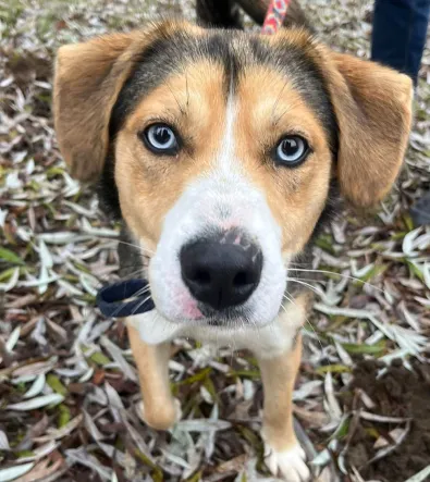 Pies do adopcji, Oborniki, 21 listopada 2025 (1/5)