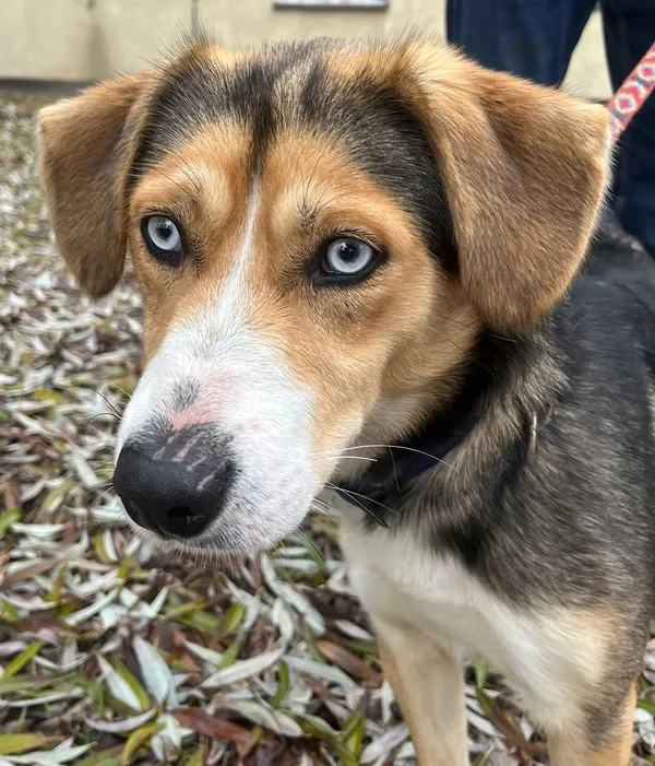 Pies do adopcji, Oborniki, 21 listopada 2025 (2/5)