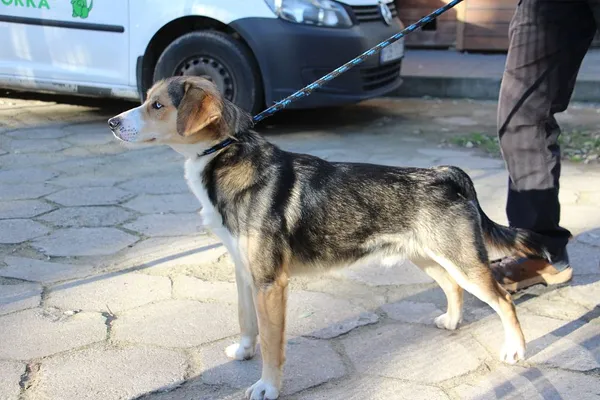 Pies do adopcji, Oborniki, 21 listopada 2025 (3/5)