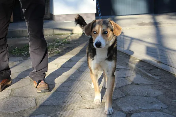 Pies do adopcji, Oborniki, 21 listopada 2025 (4/5)